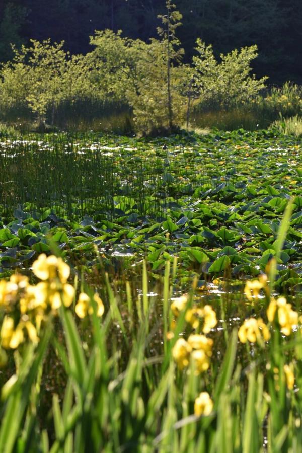 Otter'S Pond Bed And Breakfast Eastsound Exteriör bild