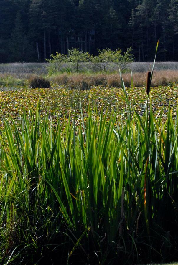 Otter'S Pond Bed And Breakfast Eastsound Exteriör bild