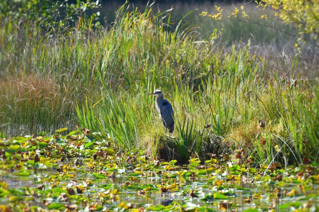 Otter'S Pond Bed And Breakfast Eastsound Exteriör bild